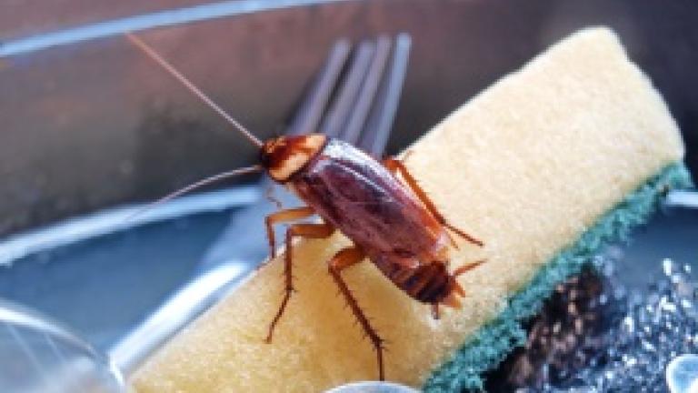 barata na esponja de lavar louça 