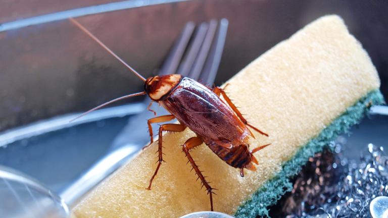 barata na esponja de lavar louça 