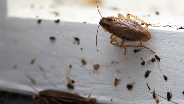 Barata marrom sobre madeira branca, cercada por fezes e sujeira.