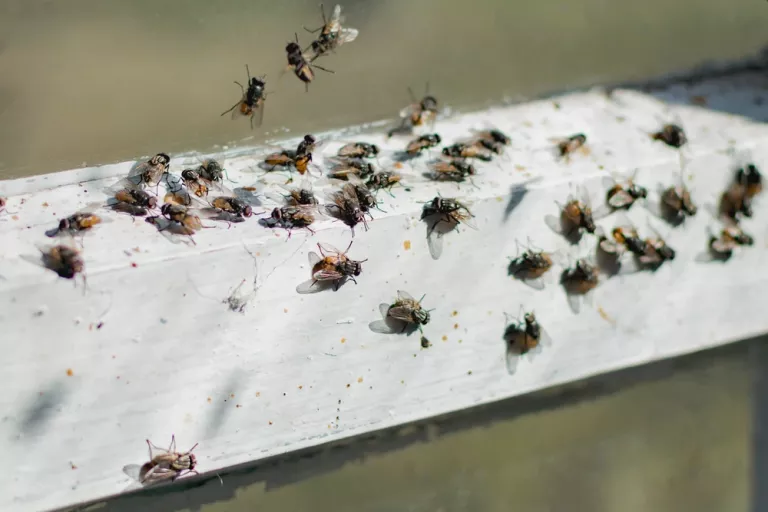 mosca doméstica