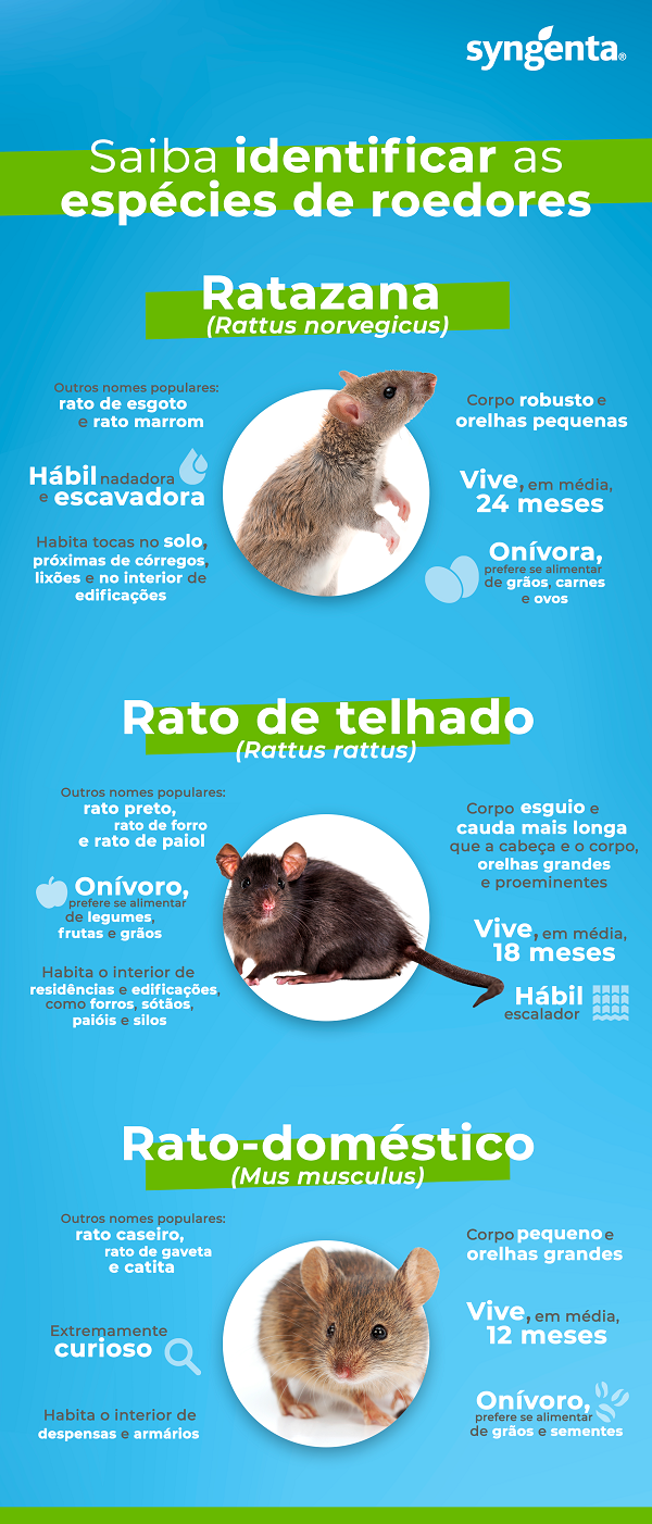 Detecção antecipada de ratos em residências previne doenças transmitidas por fezes