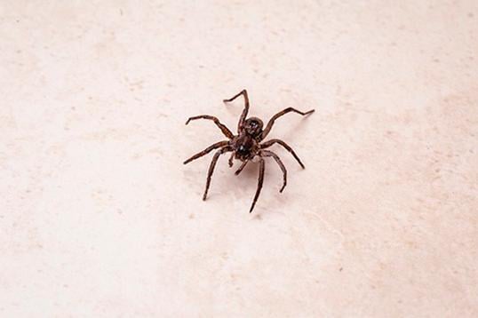 Aranha