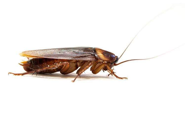 barata de esgoto