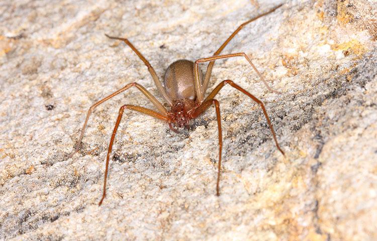 aranha marrom