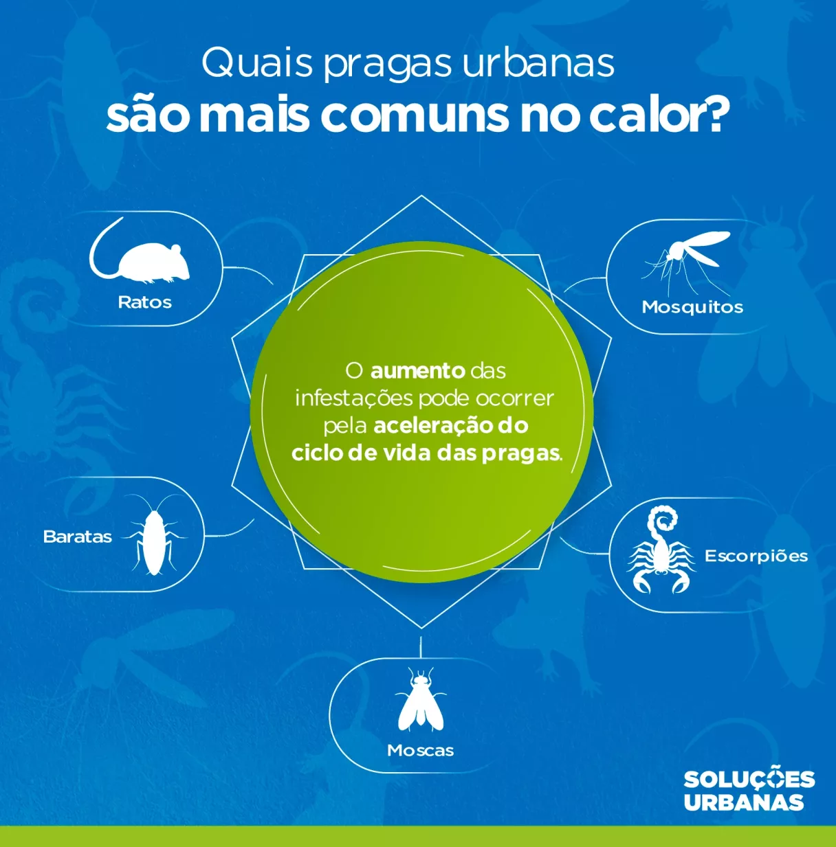 pragas urbanas calor