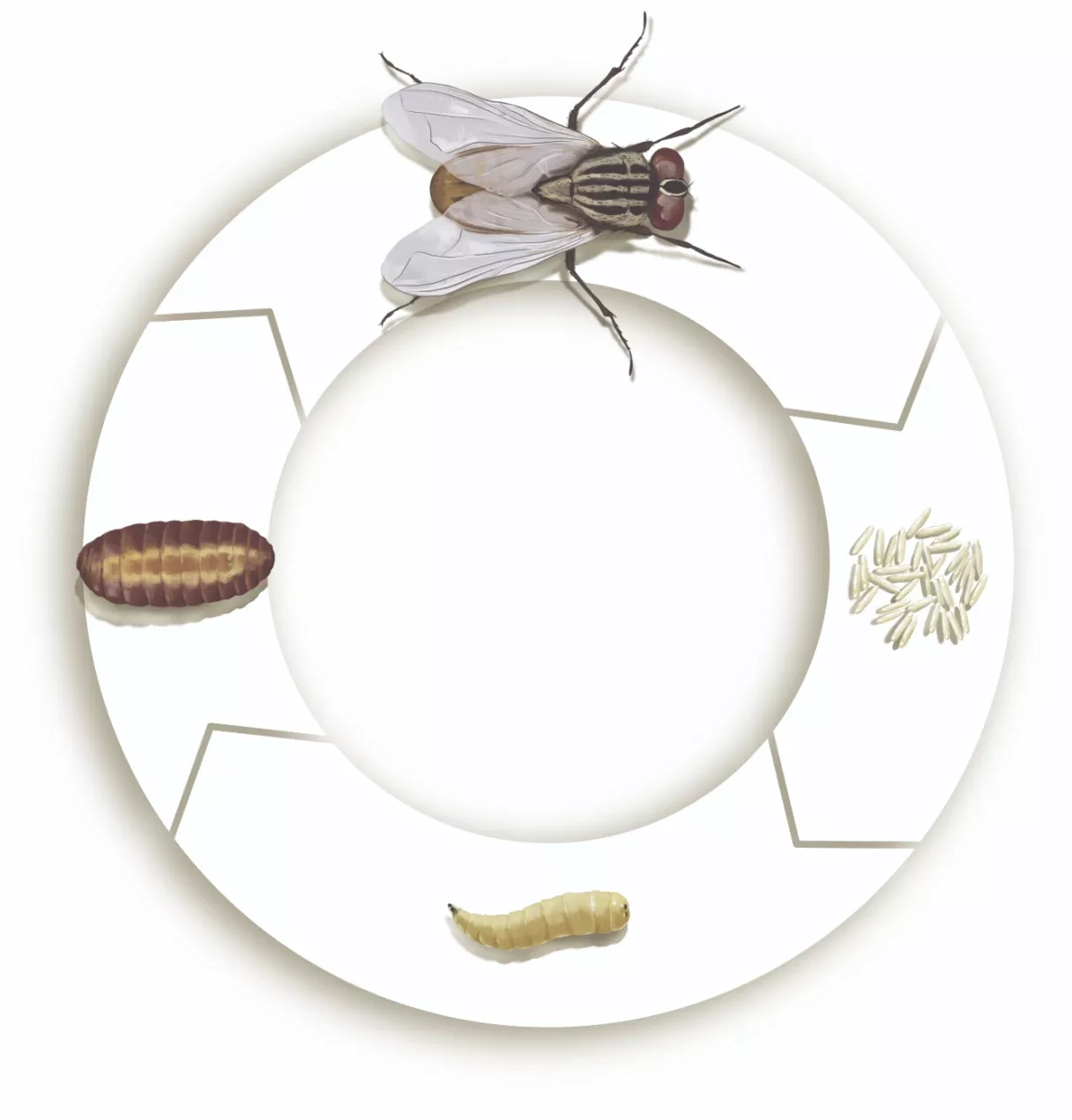 ciclo da mosca