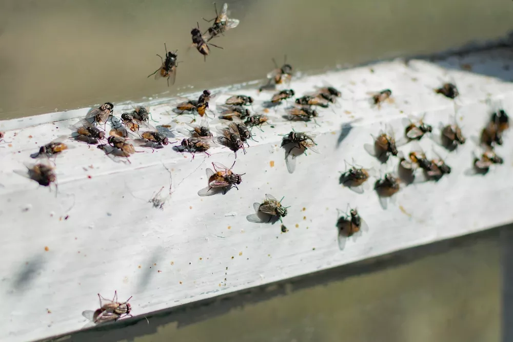 mosca doméstica