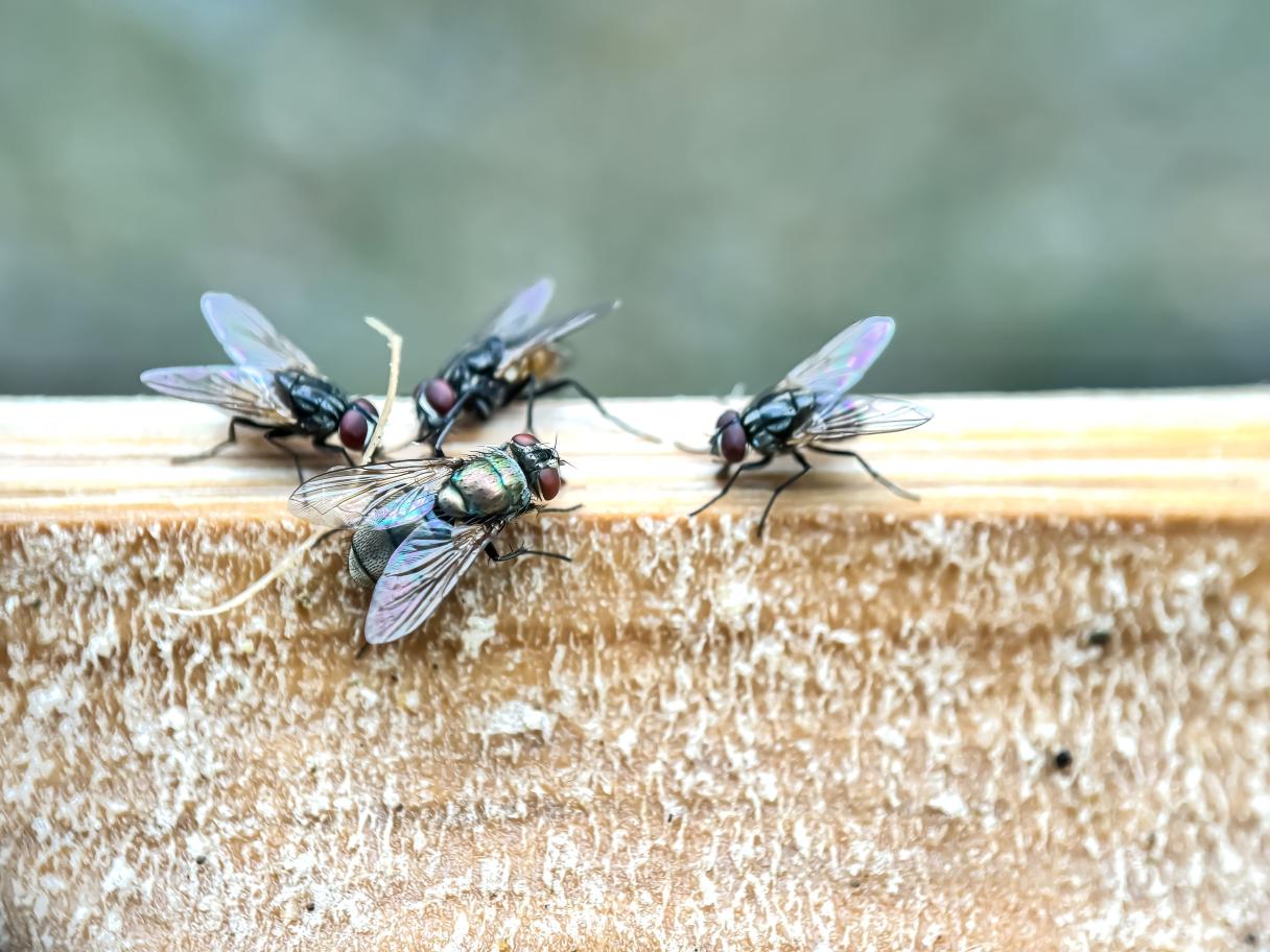 mosca